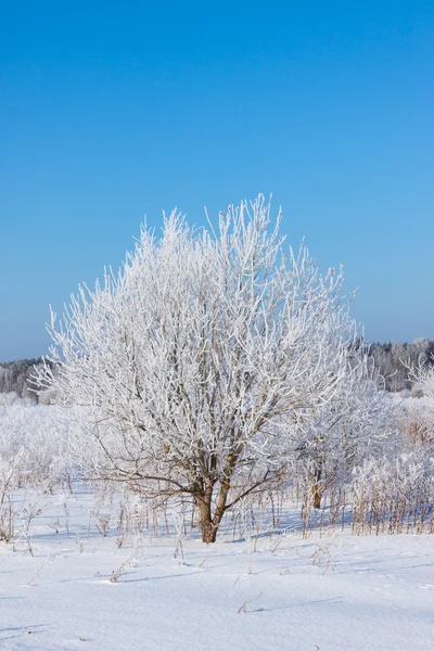 Árbol de invierno en un campo con cielo azul — Foto de Stock