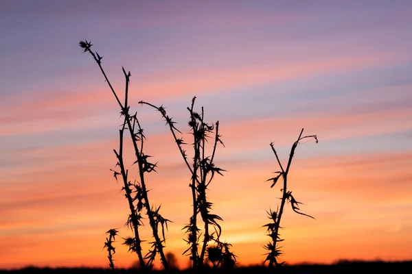 Cardo, grama seca, fundo da natureza — Fotografia de Stock