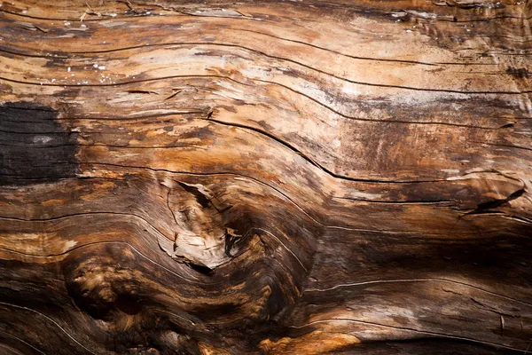 Tekstura starego drzewa — Zdjęcie stockowe