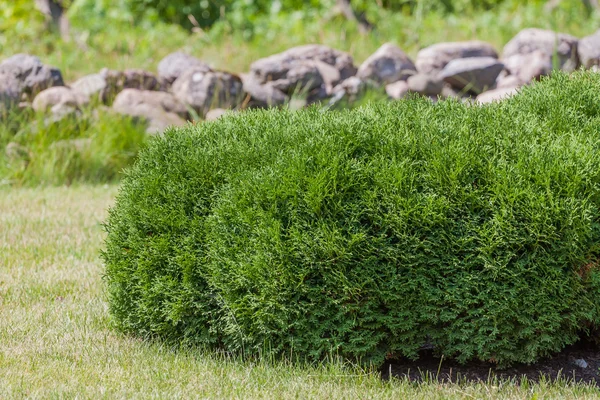 Zielona thuja orientalis w ranek sunlight — Zdjęcie stockowe