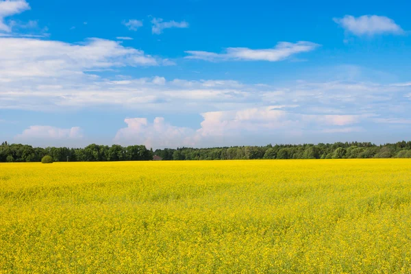 Campo de sementes de colza h — Fotografia de Stock