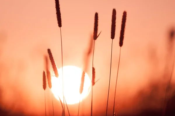 Verträumter Sommer Gras Hintergrund bei Sonnenuntergang — Stockfoto