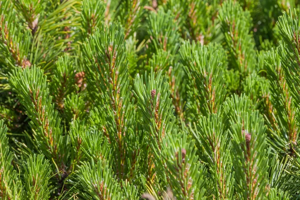 Pine tree background — Stock Photo, Image