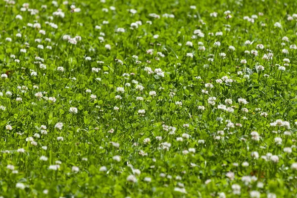Clover blomma fältet — Stockfoto