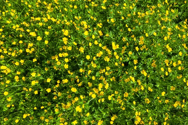 Ranunculus acris (Réti Boglárka, magas buttercup) Sárga virágokat — Stock Fotó