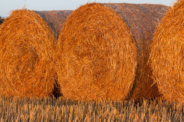 Balla rotonda di paglia nel prato — Foto Stock