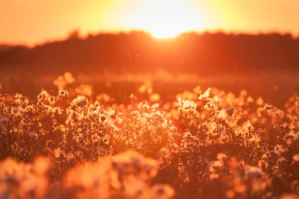 Ländliches Gras auf Wiese und Sonnenuntergang — Stockfoto