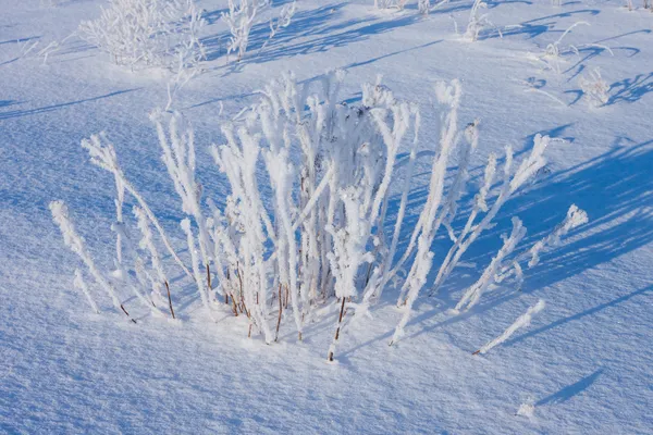 Grass covered with hoarfrost in snow — Stock Photo, Image