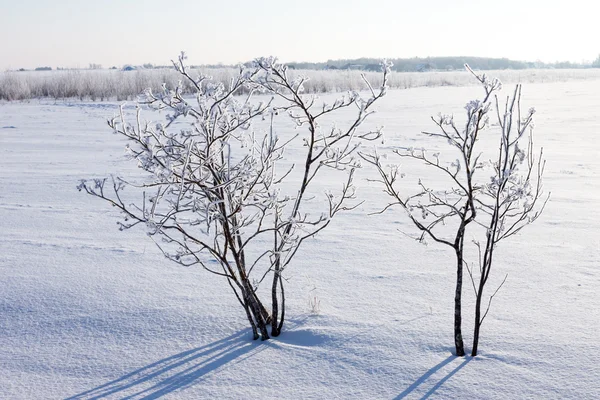 Vinter träd i ett fält med blå himmel — Stockfoto