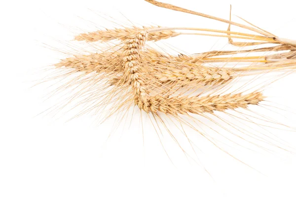 Уши пшеницы изолированы на белом — стоковое фото