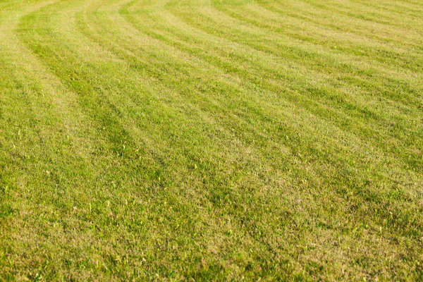 Textura de hierba verde hermosa —  Fotos de Stock