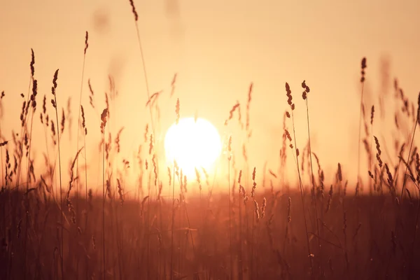 Drömmande sommar gräs bakgrund vid solnedgången — Stockfoto