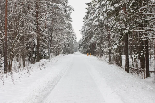 Foresta invernale con neve — Foto Stock