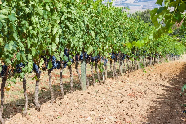 Amadurecimento de cachos de uvas na vinha — Fotografia de Stock