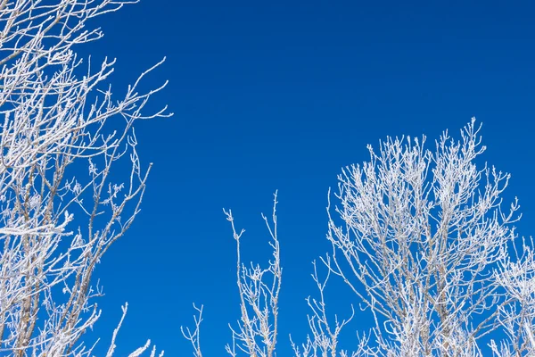 Primo piano di rami di un albero invernale di neve — Foto Stock