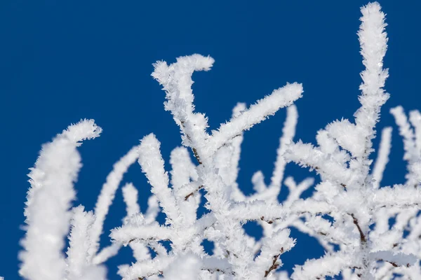 Крупный план ветвей снежного зимнего дерева — стоковое фото