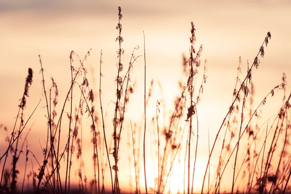 Herbe rurale sur prairie et ciel couchant — Photo