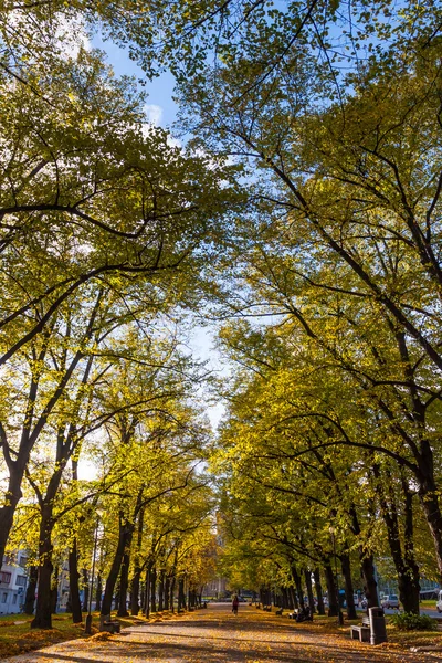 秋の公園への道 — ストック写真