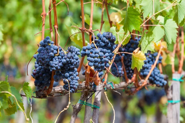 Amadurecimento de cachos de uvas na vinha — Fotografia de Stock