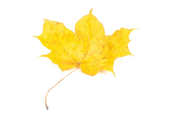 Yellow maple leaf on white background — Stock Photo, Image