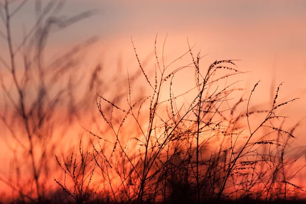 Trawa wiejski i niebo zachód słońca — Zdjęcie stockowe
