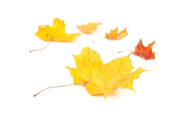 Yellow maple leaf on white background — Stock Photo, Image