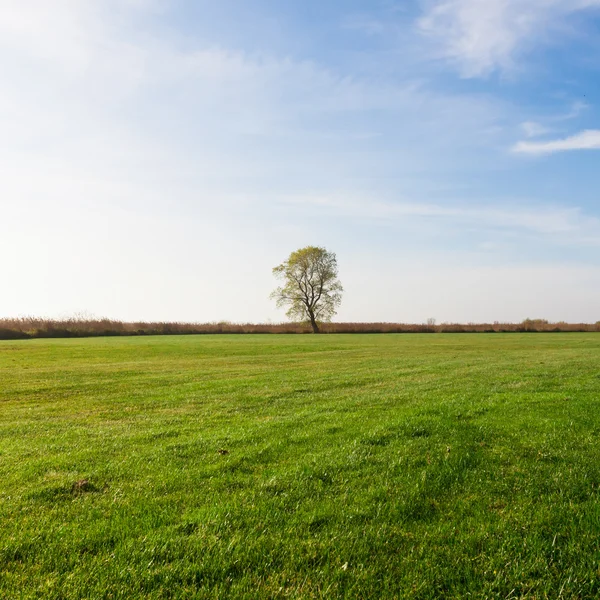 One tree — Stock Photo, Image