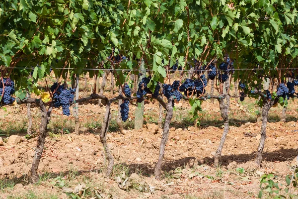 Mognande druvklasar på vinstocken — Stockfoto