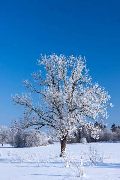 Nieve árbol de invierno — Foto de Stock