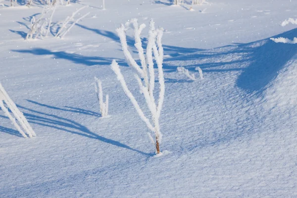 Hierba cubierta de escarcha en la nieve — Foto de Stock