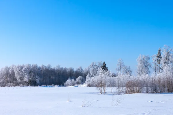 Weihnachtsmorgen. verschneiter Winterwald — Stockfoto