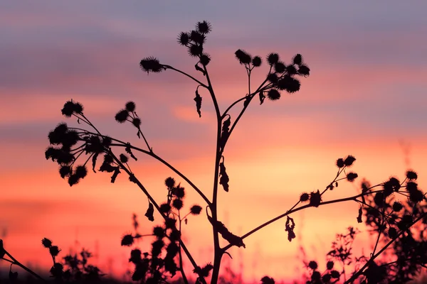 Thistle, dry grass silhouette — Stock Photo, Image