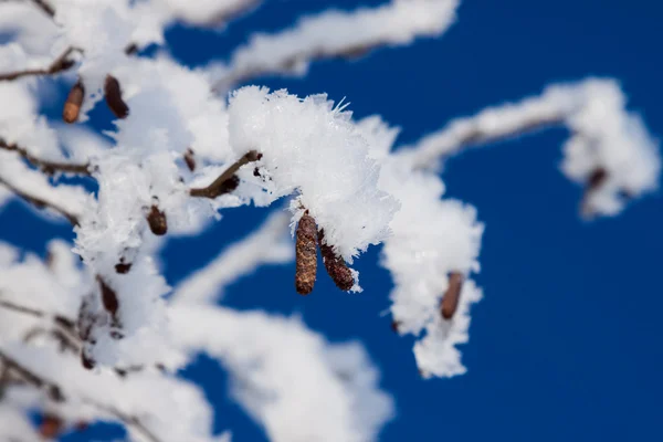 Closeup větví stromu sněhu zimní — Stock fotografie