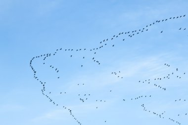 Migration of birds clipart