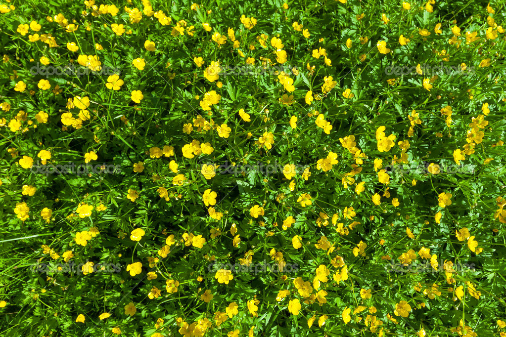 Buttercup Buttercup