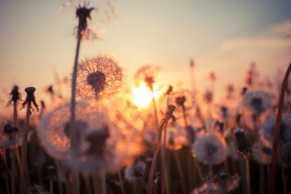 Verkliga fältet och maskros vid solnedgången — Stockfoto