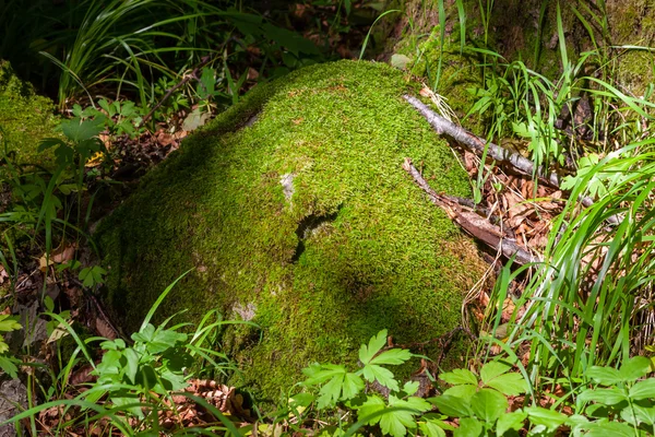 Piedra con musgo en el bosque — Foto de Stock