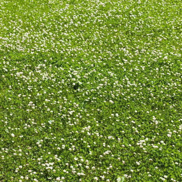 Clover flower field — Zdjęcie stockowe