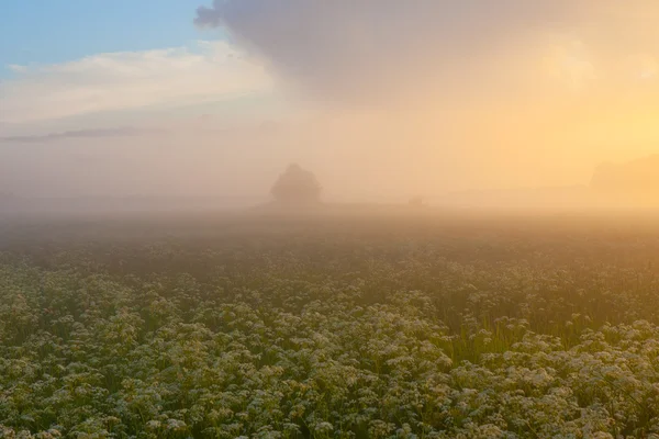 Günbatımı üzerinde sis ile orman — Stok fotoğraf