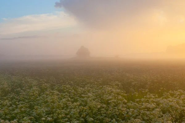 Sunset over forest with fog — Stock Photo, Image