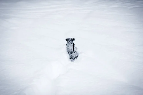 Aranyos kutya kölyök a nagyon mély hóban. — Stock Fotó