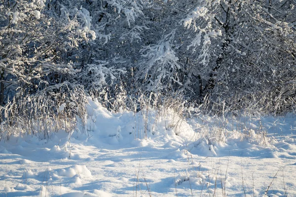 Bevroren bomen in het winterbos — Stockfoto