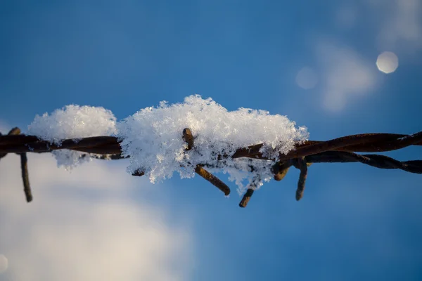 Dikenli tel karlı çayıra — Stok fotoğraf