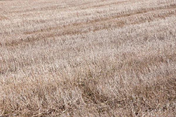 Campi asciutti in una giornata primaverile — Foto Stock