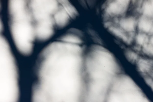 Träd skugga på den vita väggen — Stockfoto