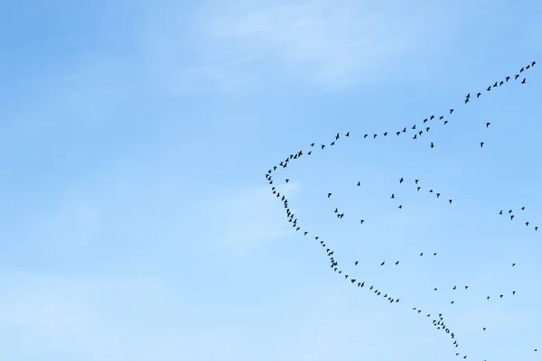 Kuşların göç — Stok fotoğraf