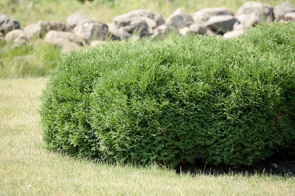 Verde Thuja orientalis a la luz del sol de la mañana —  Fotos de Stock