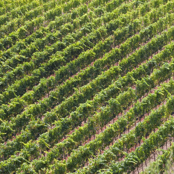 Viñedos en otoño — Foto de Stock