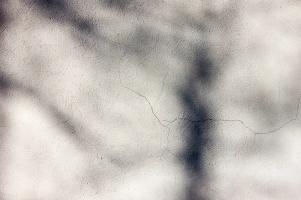 Cień drzewo na białej ścianie — Zdjęcie stockowe