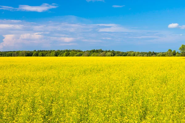 Campo de sementes de colza h — Fotografia de Stock